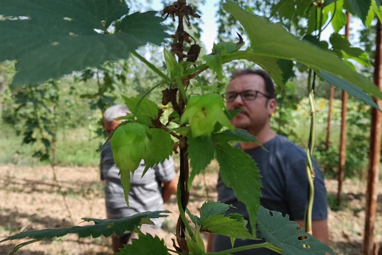 Şerbetçiotuna hasat öncesi inceleme -