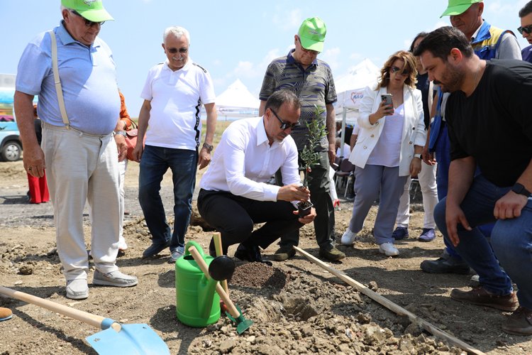 Silivri'de 5 bin 100 adet yağlık zeytin fidanı toprakla buluştu -