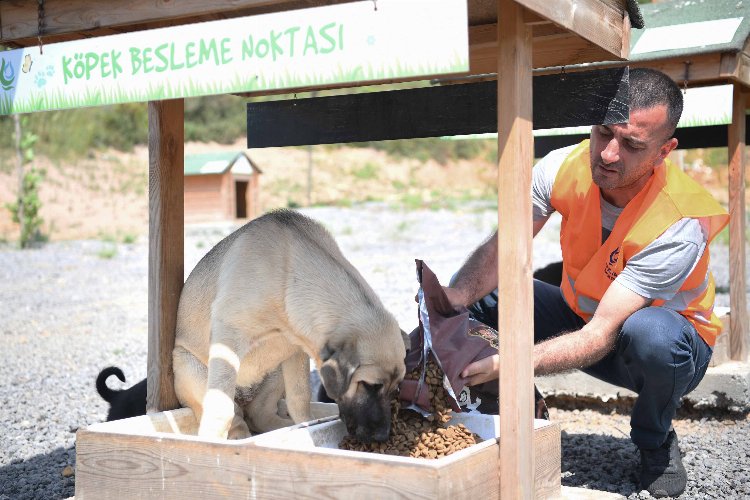 Sokak hayvanlarına 12 ton mama dağıtıldı -