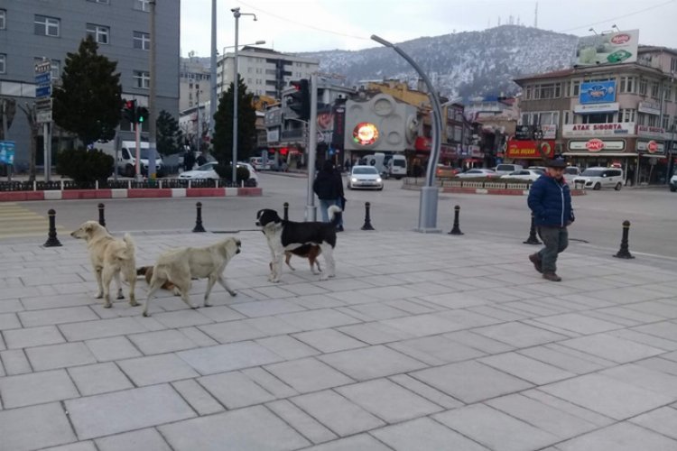 Sokak köpekleri tehlikeli mi? -