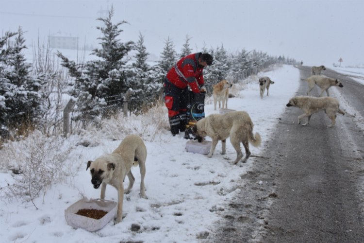 Soğuk havada karlı yollar hayvanlar için açıldı -