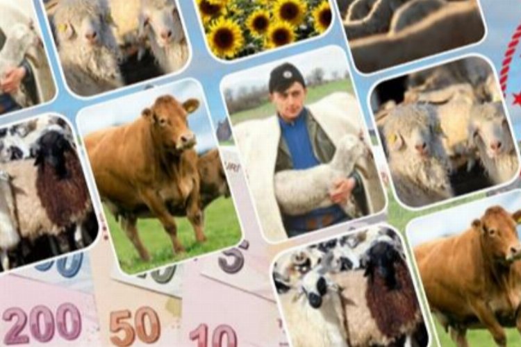 Sözleşmeli besiciliğe desteğin şartları belli oldu -