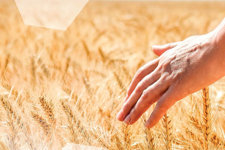 İstanbul Halk Ekmek'ten çiftçiye destek -