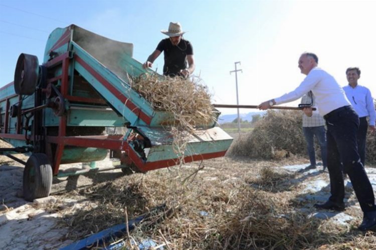 Tarladan sofraya... Cerrah Kuru Fasulyesi'nde hasat başladı -