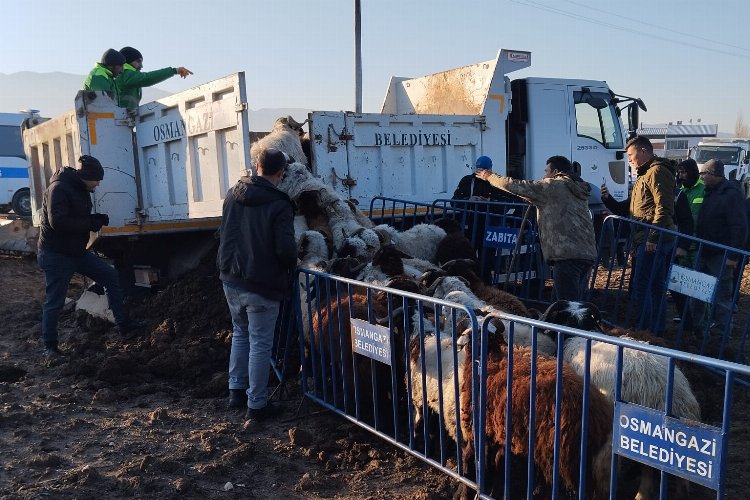 Tarım arazilerine zarar veren koyunlara Osmangazi Zabıtası'ndan müdahale -