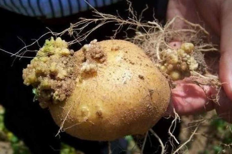 Tarım'dan patates hastalıklarına karşı yönetmelikler -