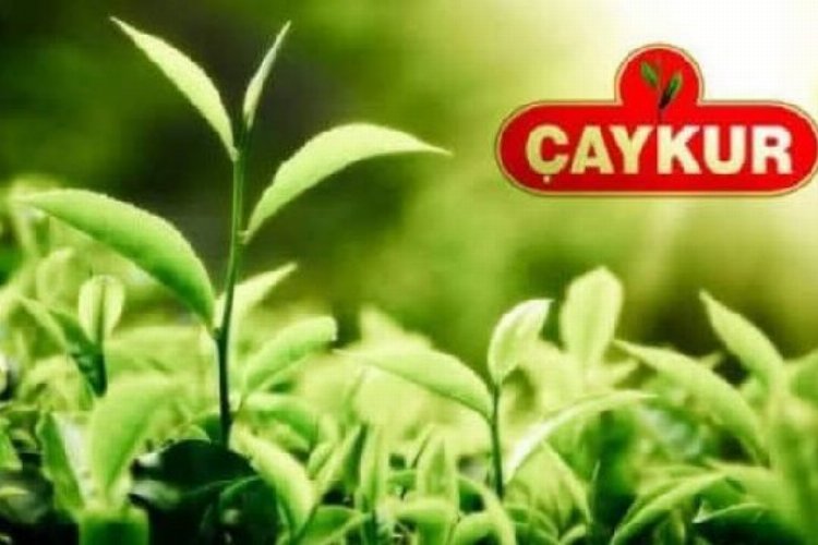İşte 2022 yılı ÇAYKUR yaş çay kilo fiyatı -