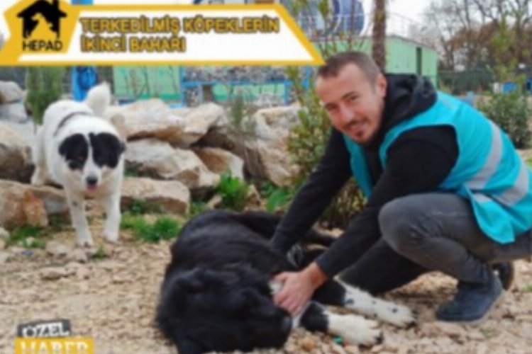 Terk edilen köpekler yeni yuva arıyor -