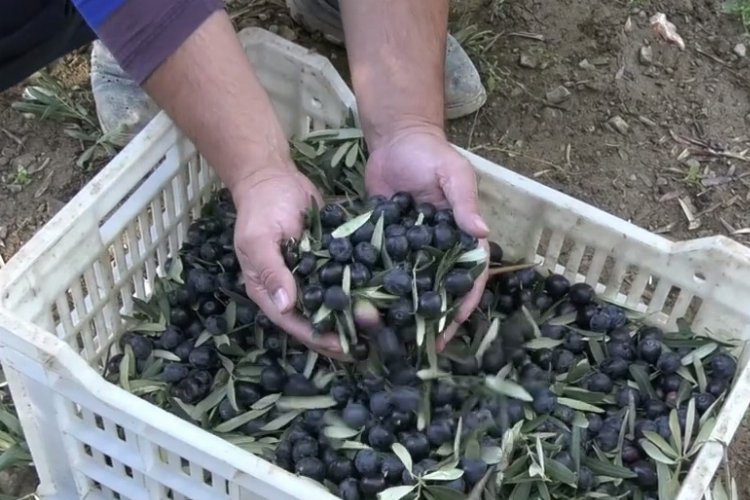 Trilye’nin kara incisi sofralarımıza nasıl geliyor? İşte zeytinin serüveni... -