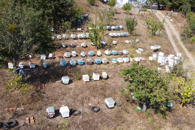 Türkiye'nin ilk 'arı borsası' Bursa Mustafakemalpaşa'da kuruluyor -