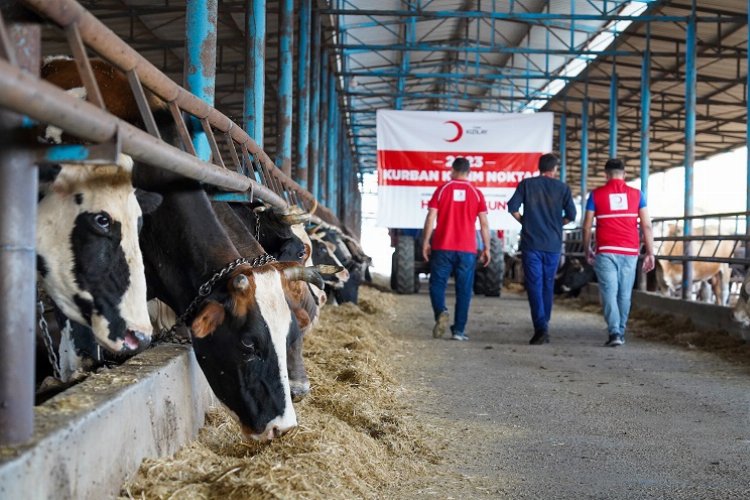 Türk Kızılayı kurban kesimlerini başlattı -