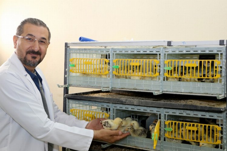 Üniversite Kuluçka Merkezi hizmete girdi -