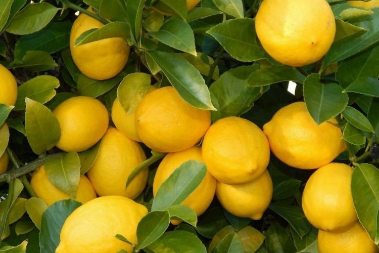 Üretici ile market arasındaki fiyat farkına 'limon' sıkıldı! Limon yüzde 573,6 fark gördü -