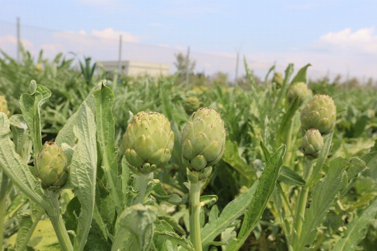 Urla'da 'Enginar Günleri' hazırlığı -