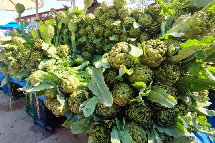 Urla enginarı ziyaretçilerini bekliyor -