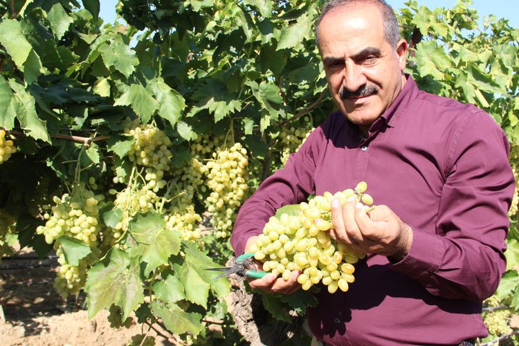 Yaş meyvede pestisit sorununa Şili modeli önerisi -