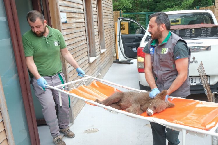 Yaralı boz ayı Ormanya’da yaşama tutundu -