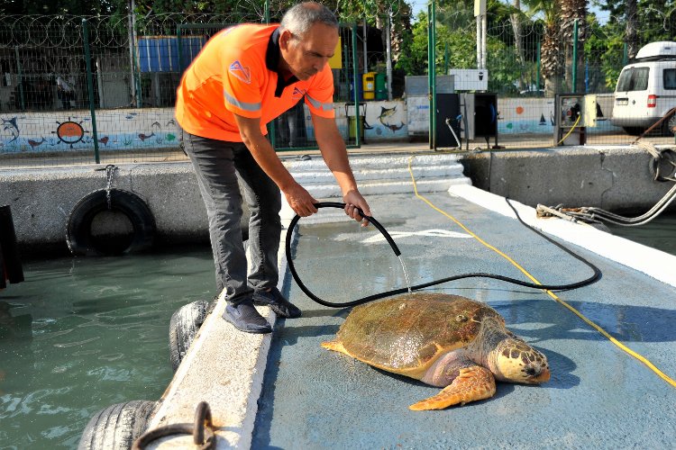 Yaralı carettanın imdadına belediye yetişti -