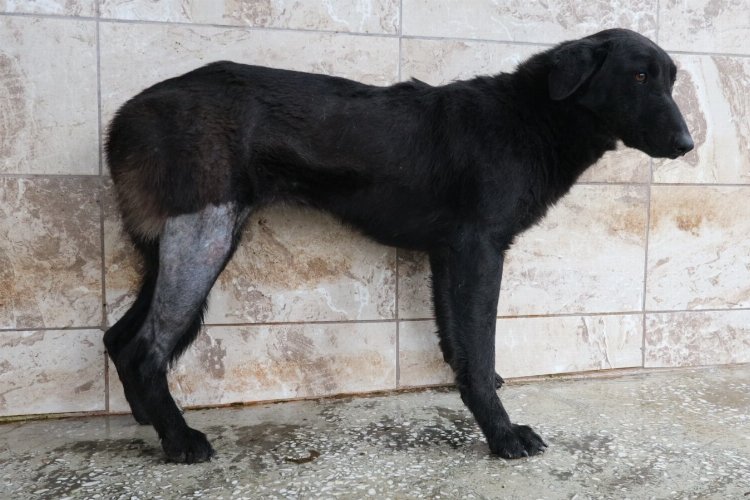 Yaralı köpek Patilik ile hayata bağlandı -