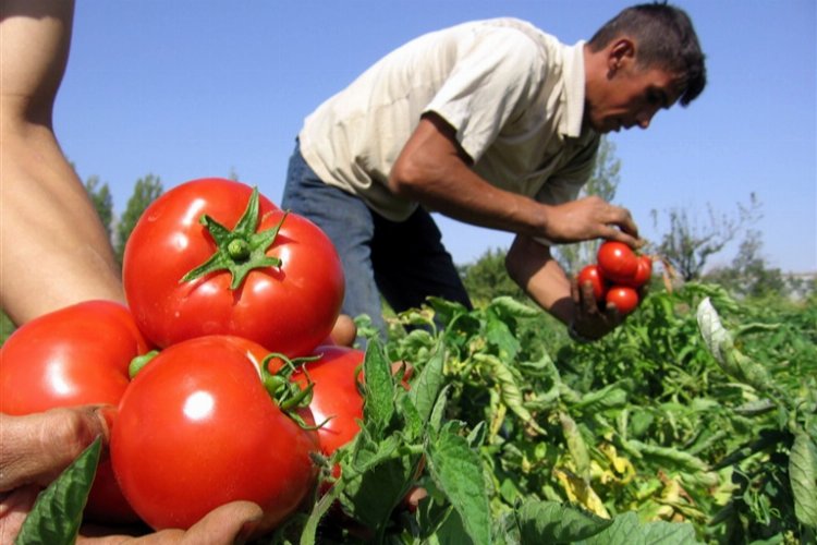 Yasak kaldırıldı, domateste ihracat yolu açıldı! -