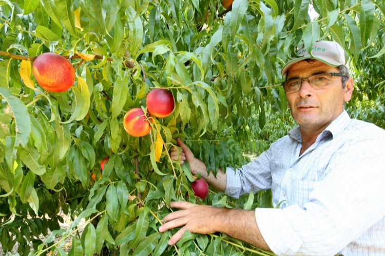 Yenişehir Ovası'nı don ve kırağı vurdu -
