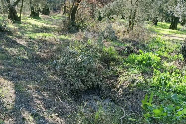 Zeytin tarlalarına dadandılar! 600 bin liralık hasatla kaçtılar! -