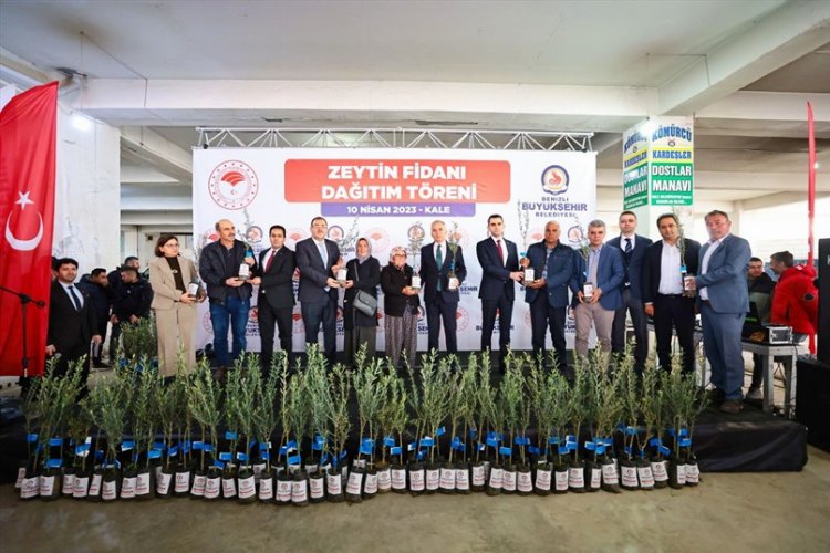 Zeytin üreticisine fidan desteği -