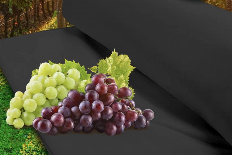 Zeytin ve üzüm üreticilerine Manisa desteği -