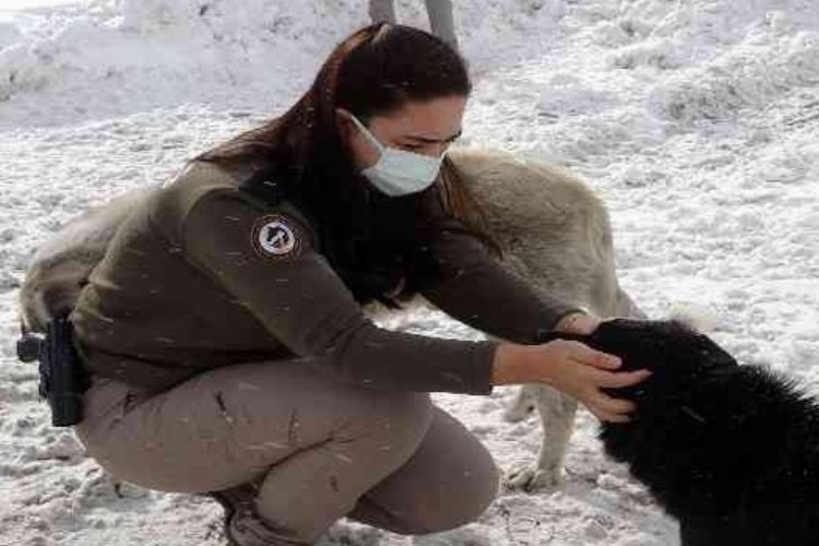Zigana'nın terk edilmiş köpekleri polis korumasında -