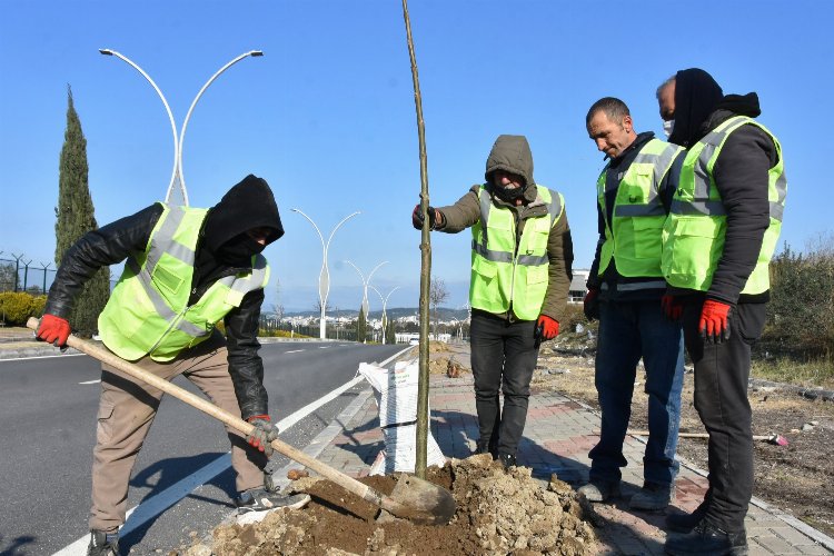 İzmir Aliağa'da pavlonya ağaçları süsleyecek -