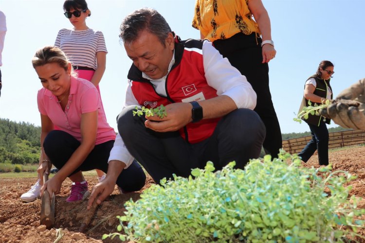 İzmir'de tıbbi ve aromatik bitkiler yaygınlaşıyor -