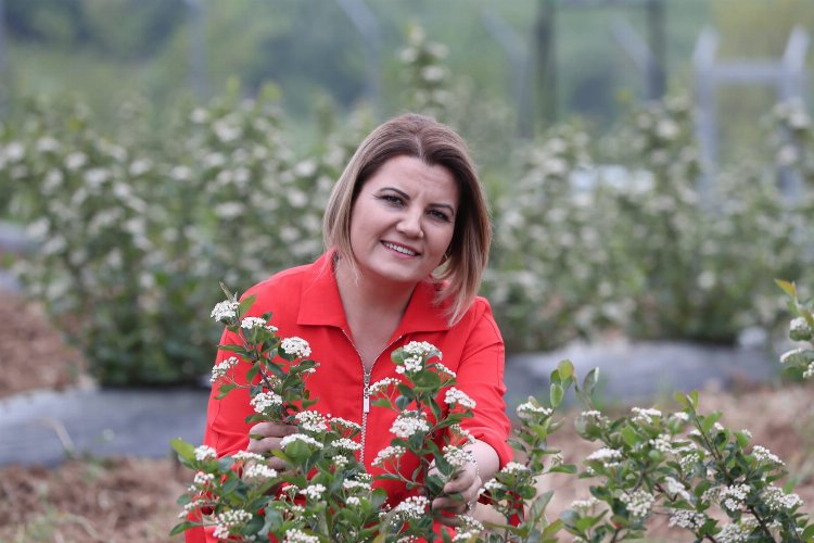 İzmit’e bahar geldi, aronyalar çiçek açtı -