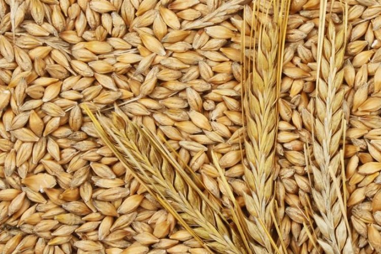 TMO uygun fiyatla arpa satışı yapacak -