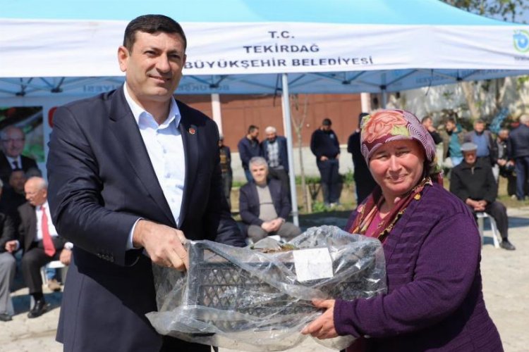 Üreticilere çilek fidesi desteği -