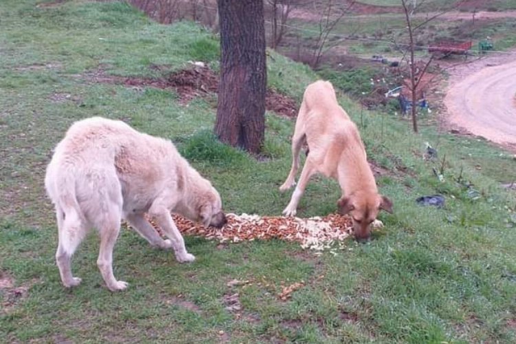 Yenişehir’de can dostlar için projeler ortak akıl ile devrede -