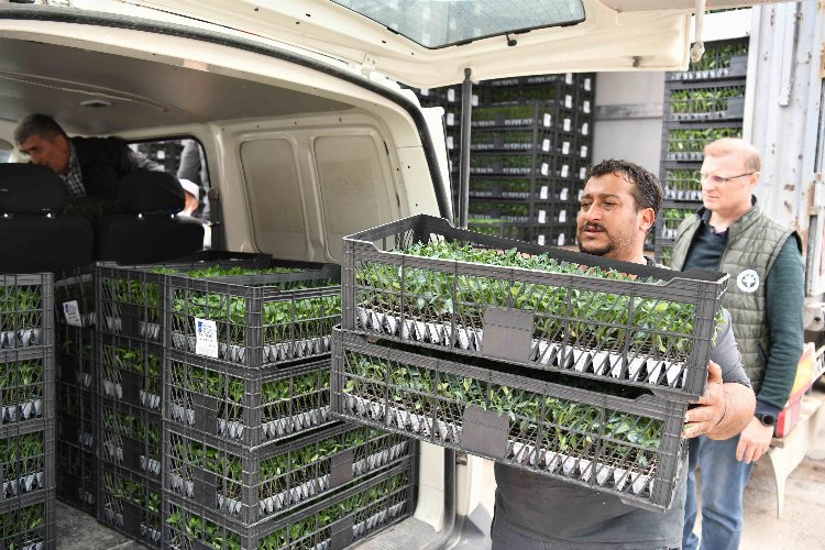 Yerel çiftçilere sebze fidesi desteği -