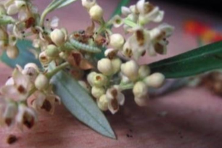 'Zeytin Güvesi Çiçek Nesli' ilaçlaması başladı -