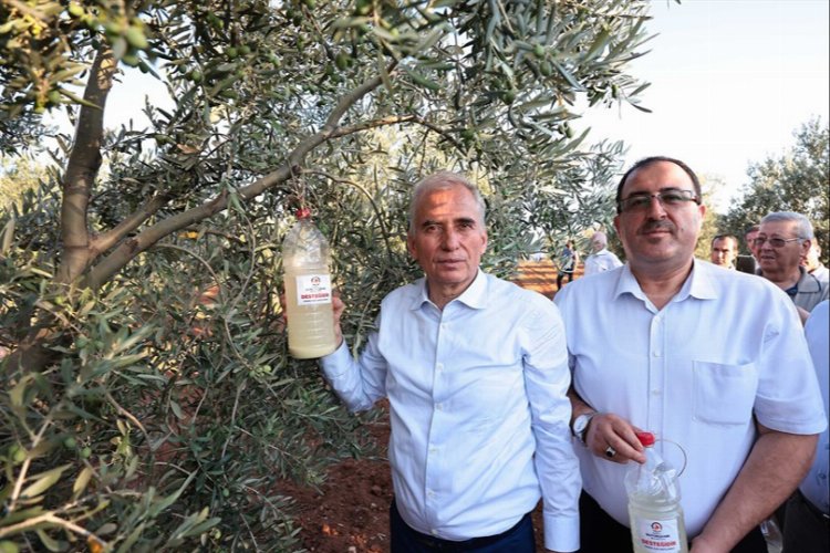Zeytin üreticilerine biyoteknik destek -