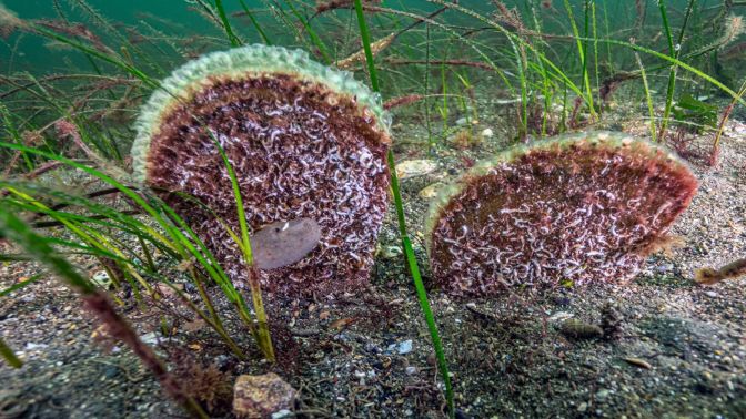 Marmara’dan umut veren keşif! Eskihisar Kalesi dibinde pina popülasyonu Marmara’dan umut veren keşif! Eskihisar Kalesi dibinde pina popülasyonu